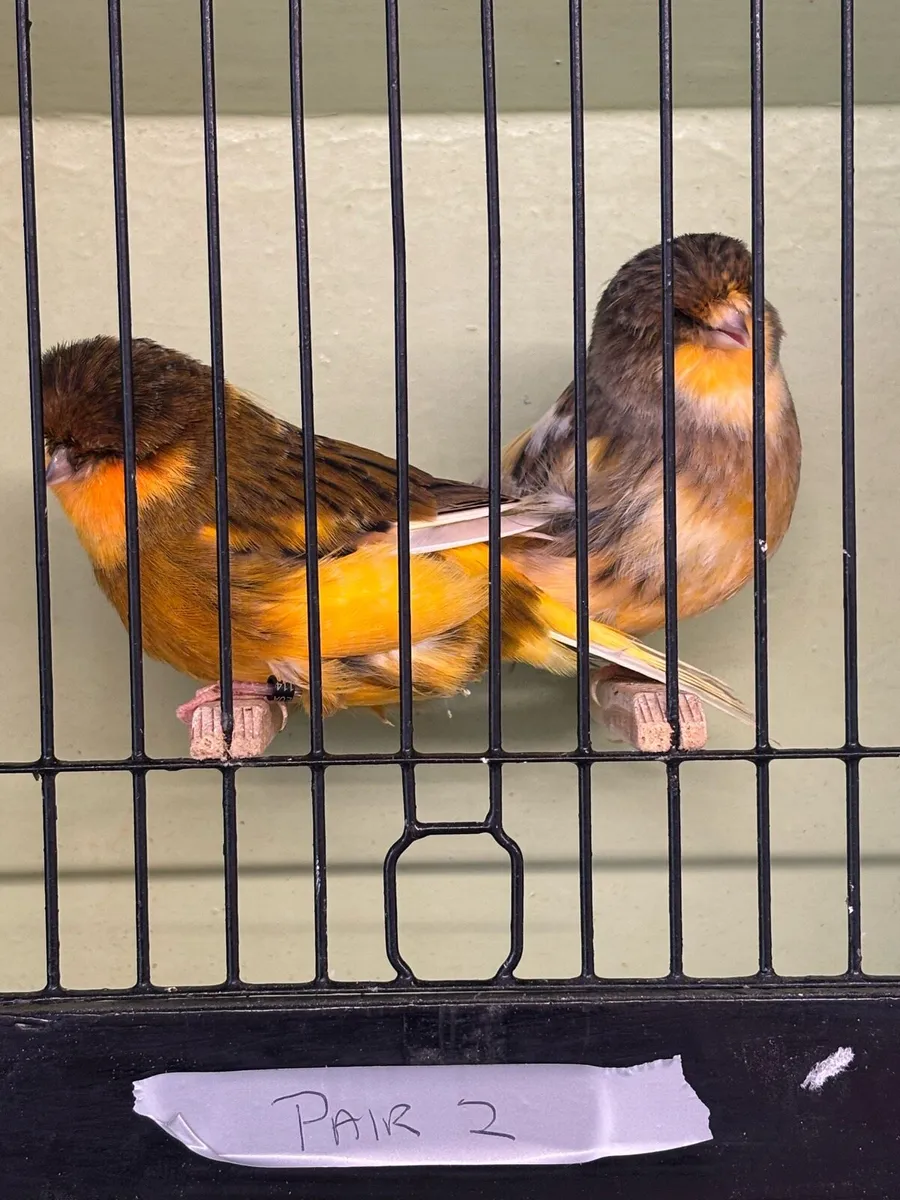 Norwich Canary For Sale and Canary Feeder - Image 3