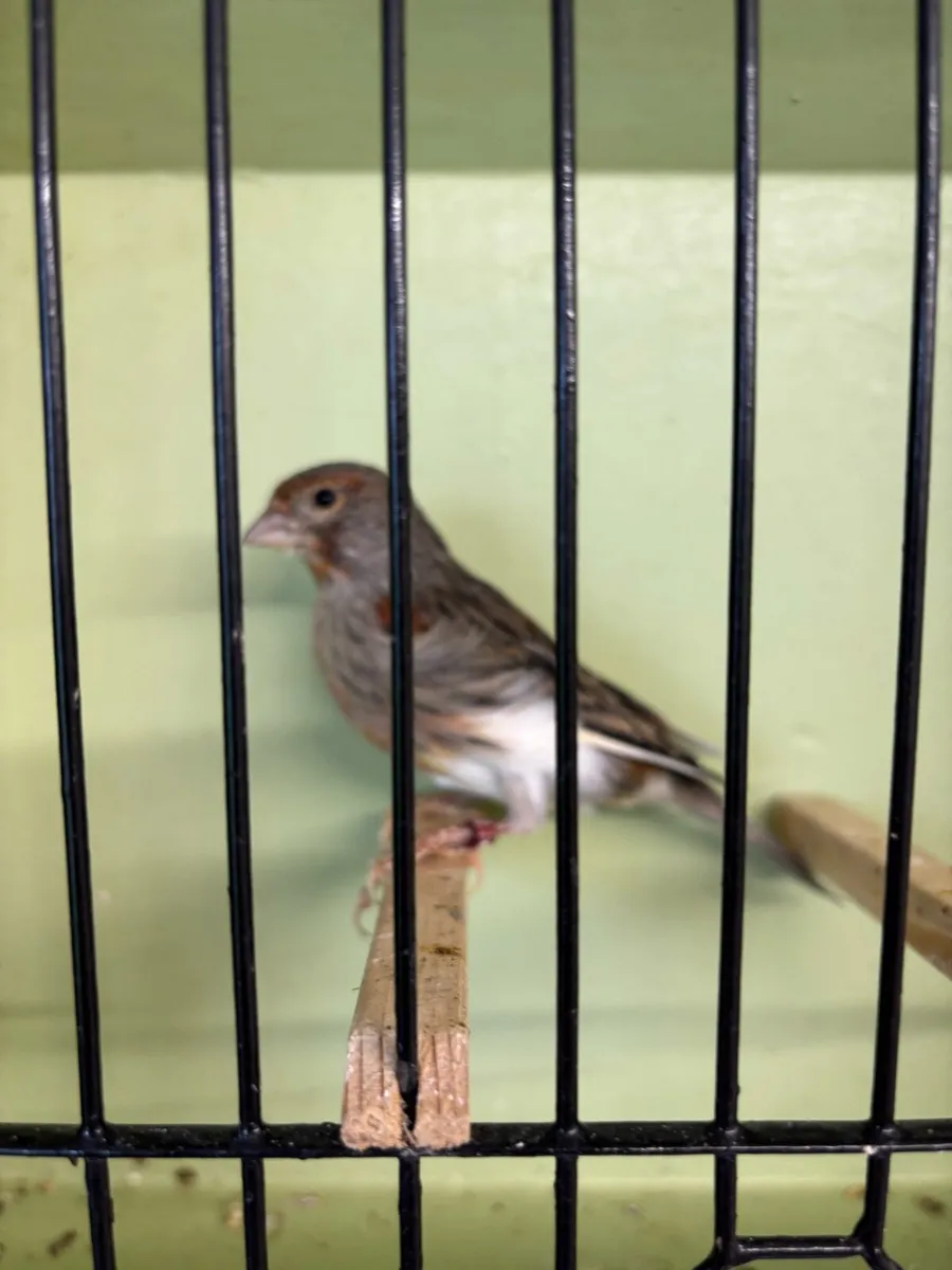 Norwich Canary For Sale and Canary Feeder - Image 4