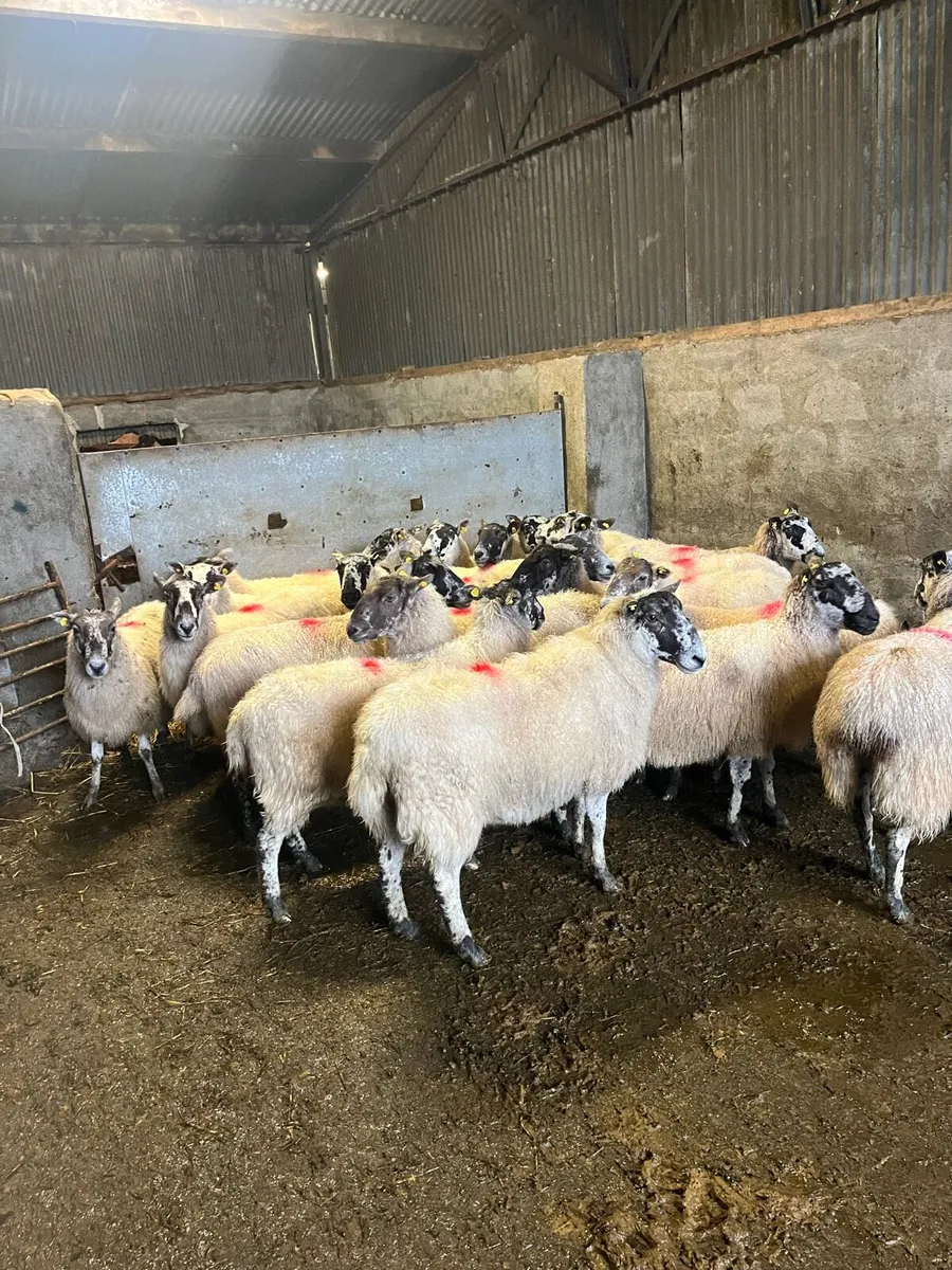 20 smashing mule ewes - Image 1