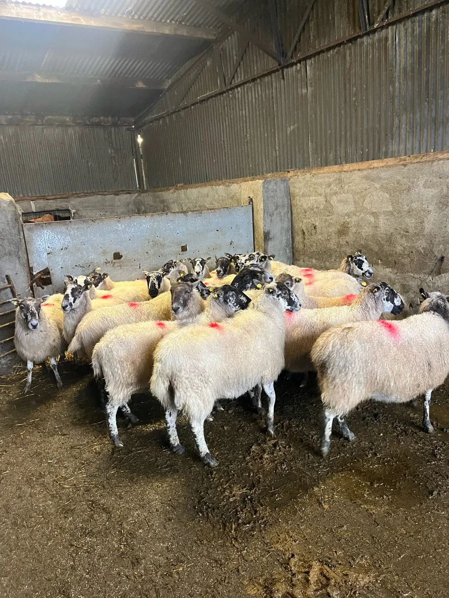 20 smashing mule ewes - Image 2