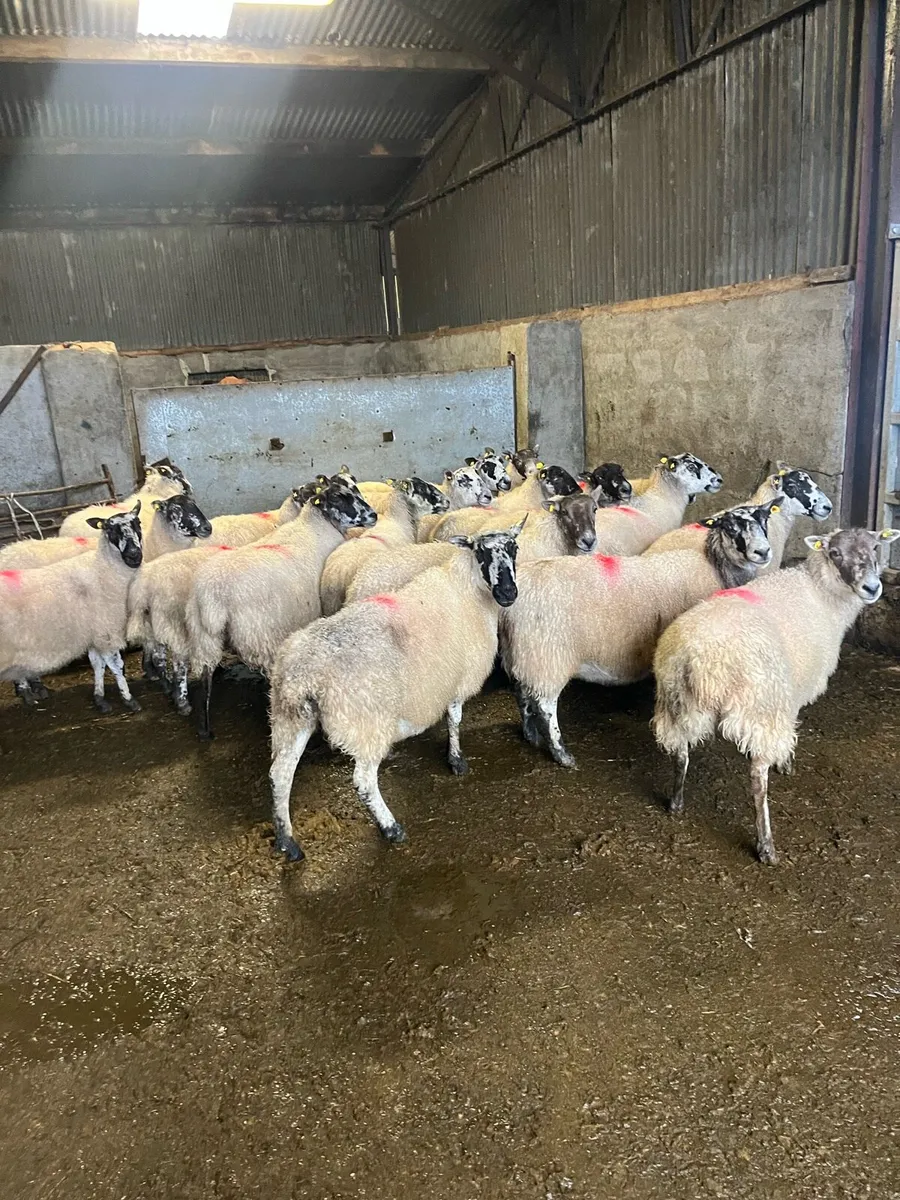 20 smashing mule ewes - Image 3