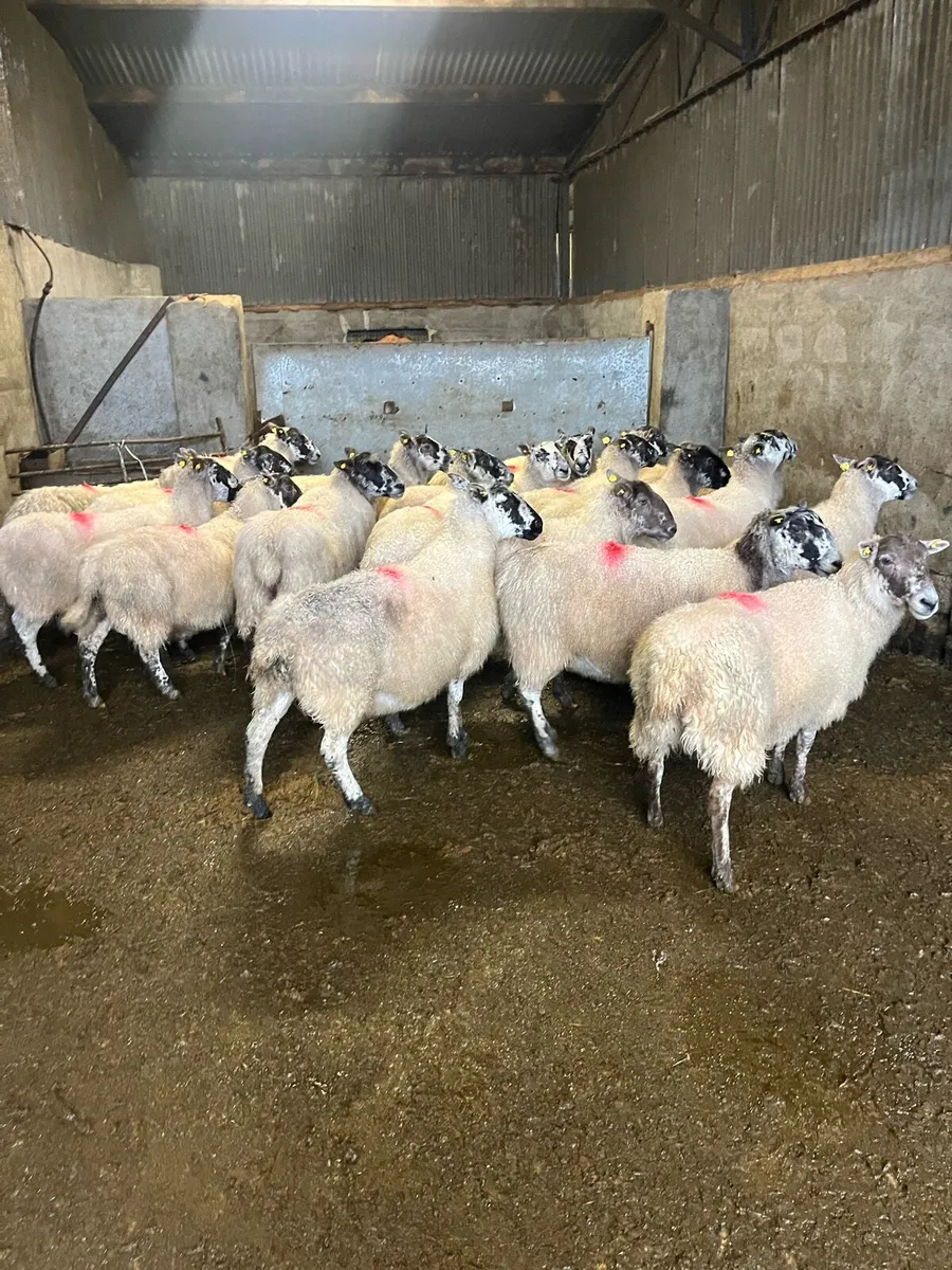 20 smashing mule ewes - Image 4