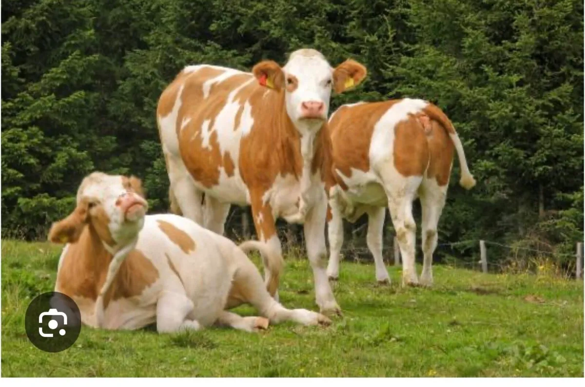 **WANTED** Fleckvieh cow