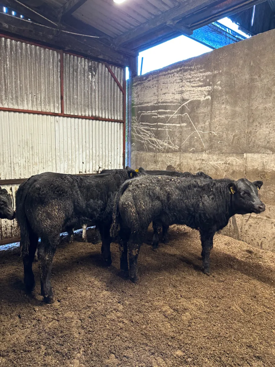 U and E grade bullocks - Image 1