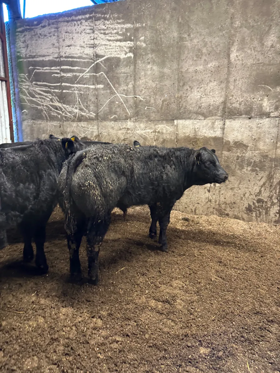 U and E grade bullocks - Image 4