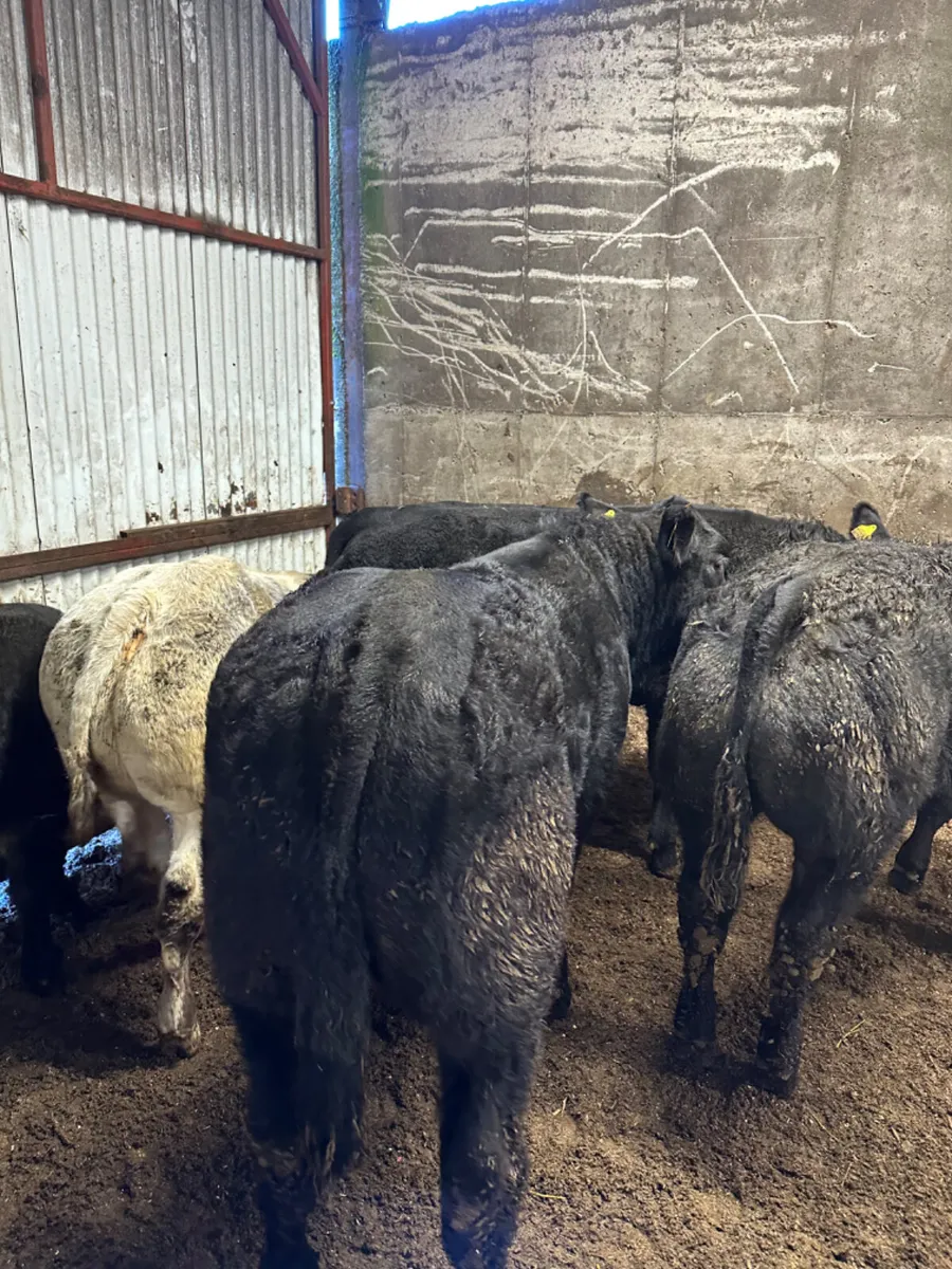 U and E grade bullocks - Image 3