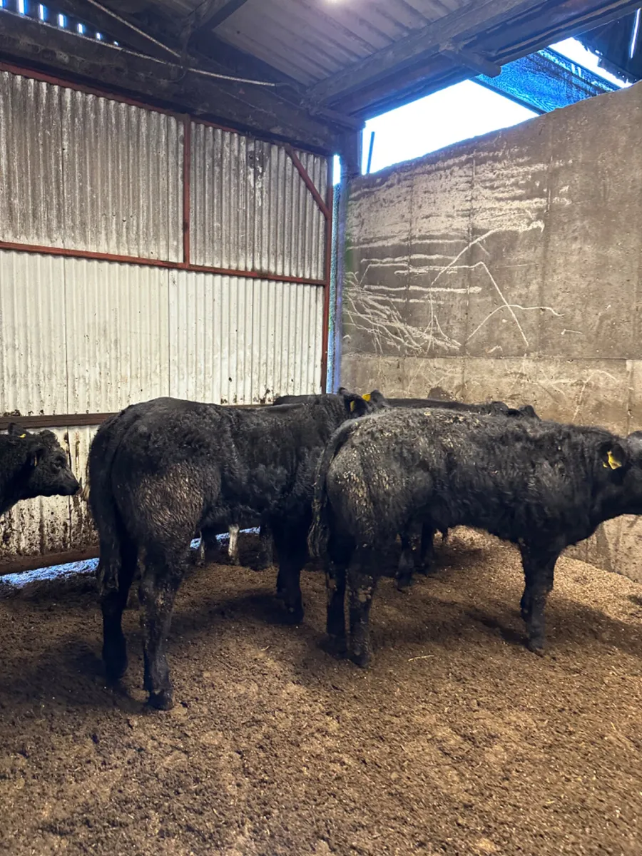 U and E grade bullocks - Image 2