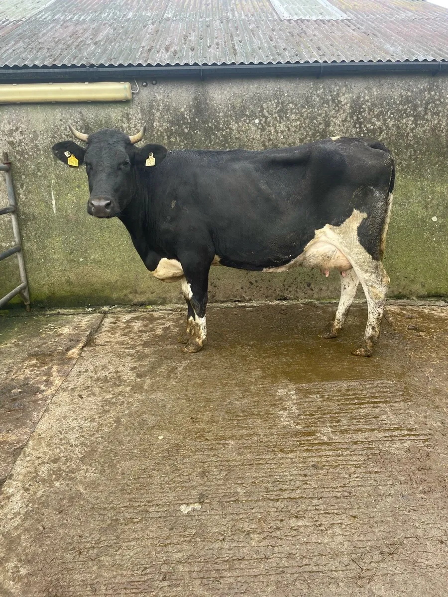 Freshly calved 2nd lactation cow - Image 1