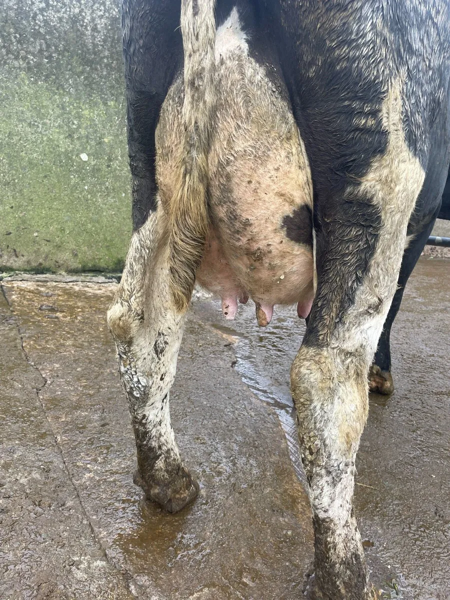 Freshly calved 2nd lactation cow - Image 2