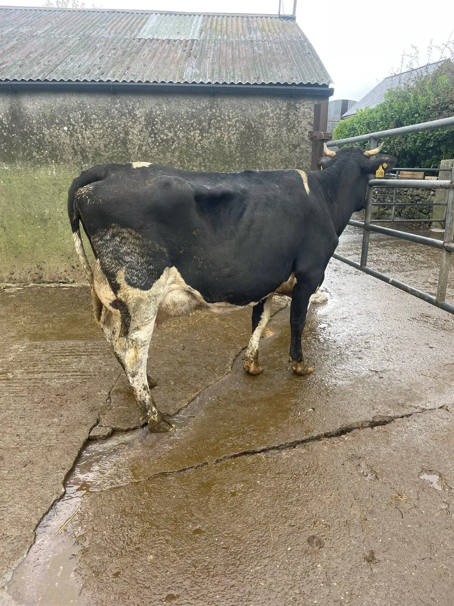 Freshly calved 2nd lactation cow - Image 3