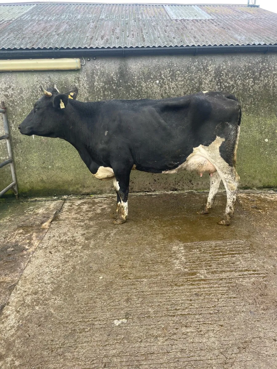 Freshly calved 2nd lactation cow - Image 4