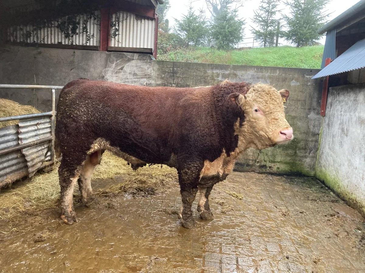 HEREFORD STOCK BULL - Image 1