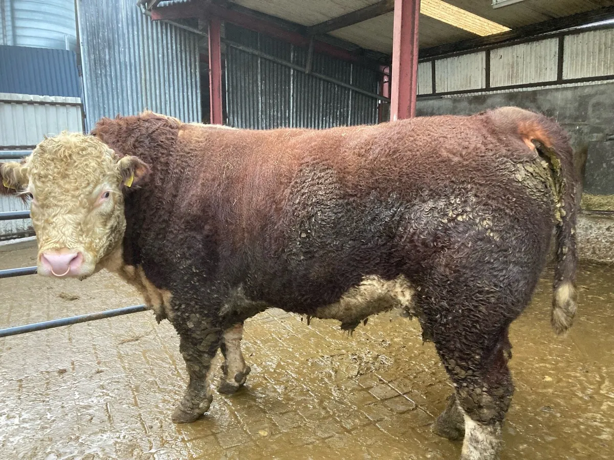 HEREFORD STOCK BULL - Image 2
