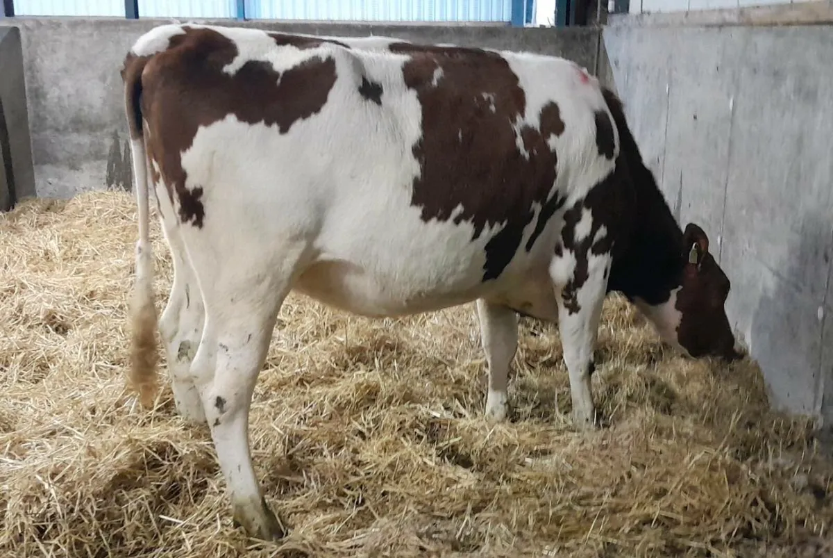 Pedigree heifers - Image 2