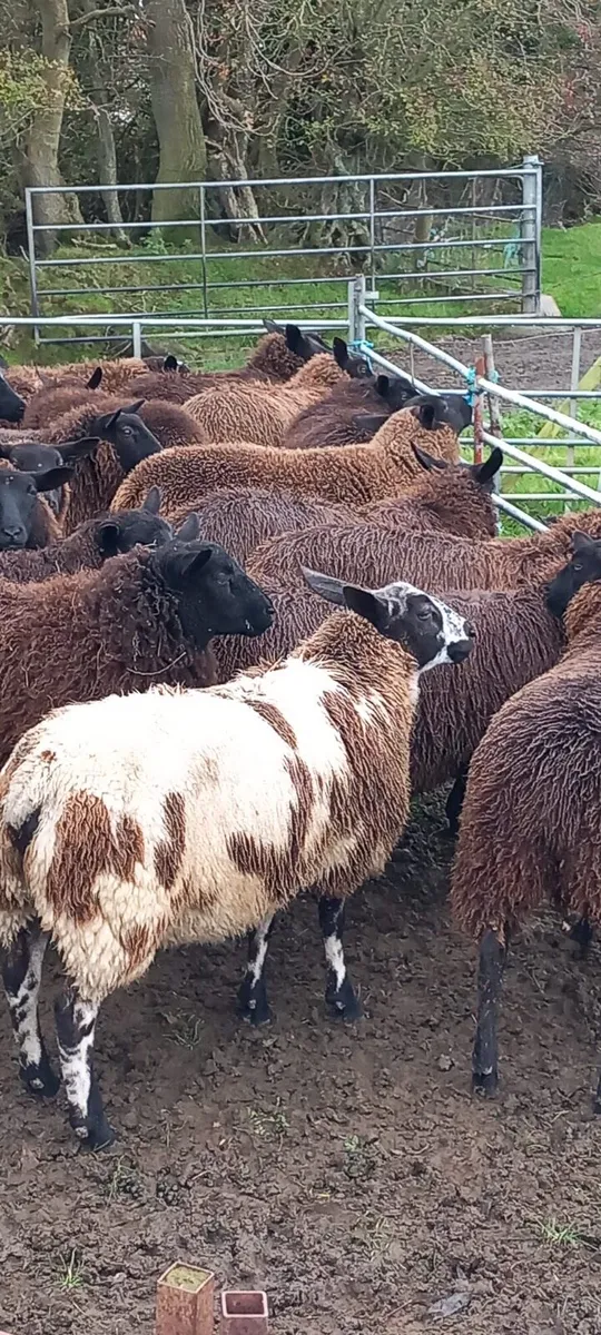 Over 300 ewelambs - Image 2