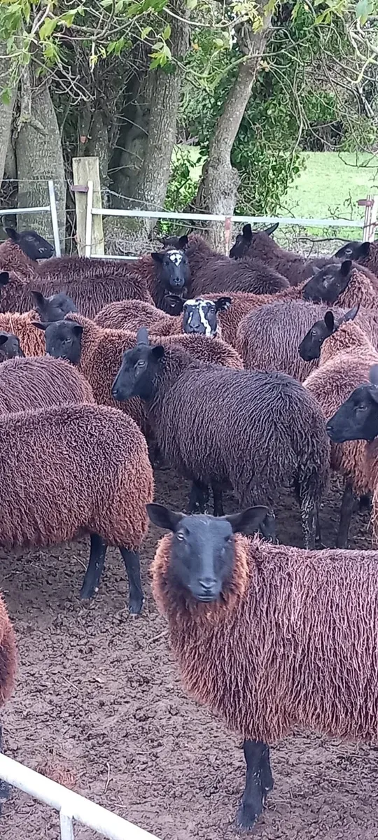 Over 300 ewelambs - Image 3