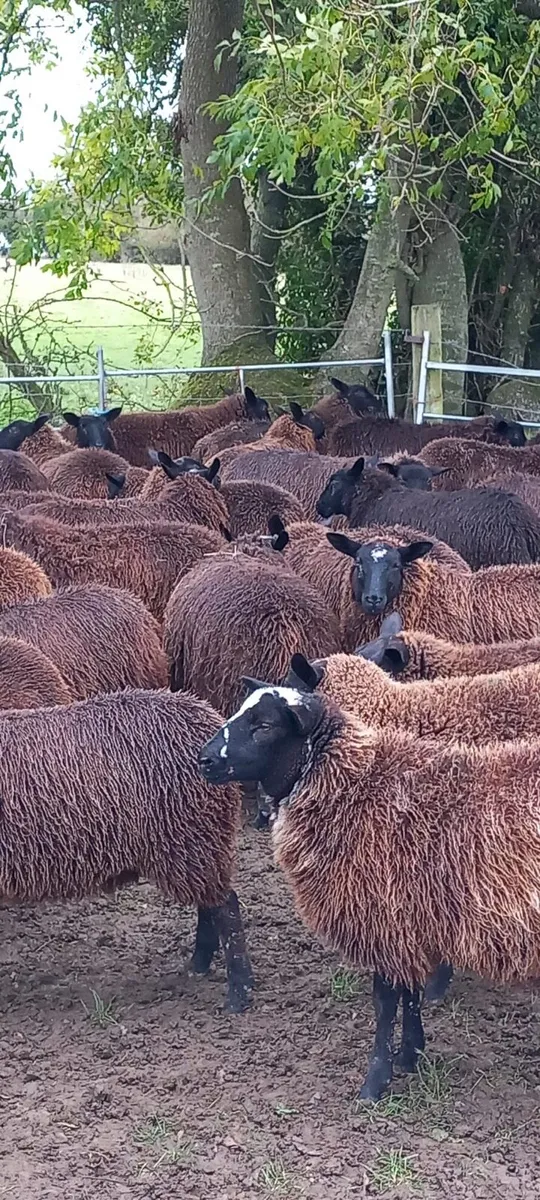 Over 300 ewelambs - Image 4