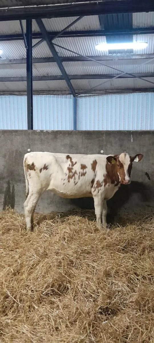 Pedigree heifers - Image 3