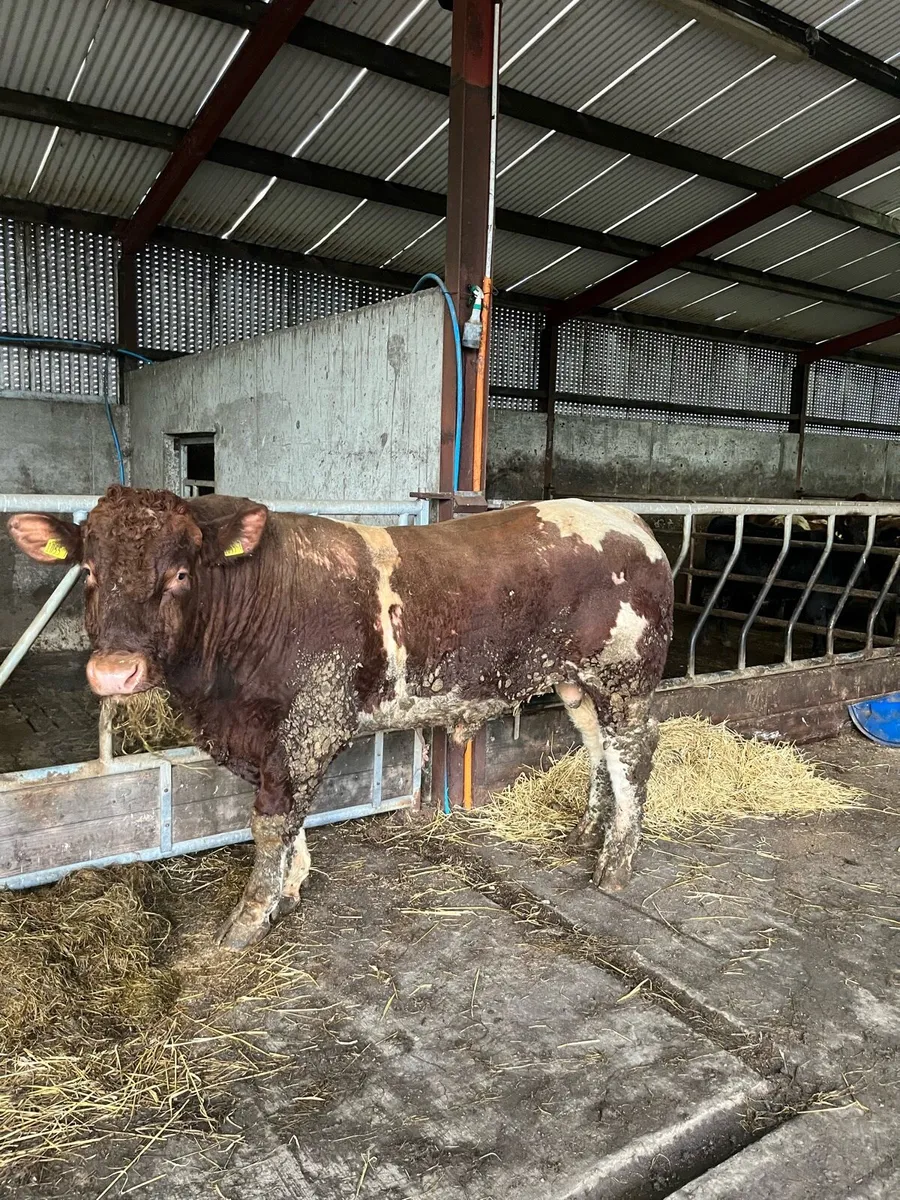 pb Maine-Anjou Bull - Image 1