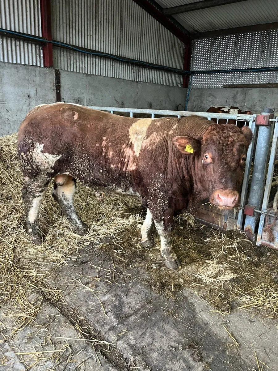 pb Maine-Anjou Bull - Image 2