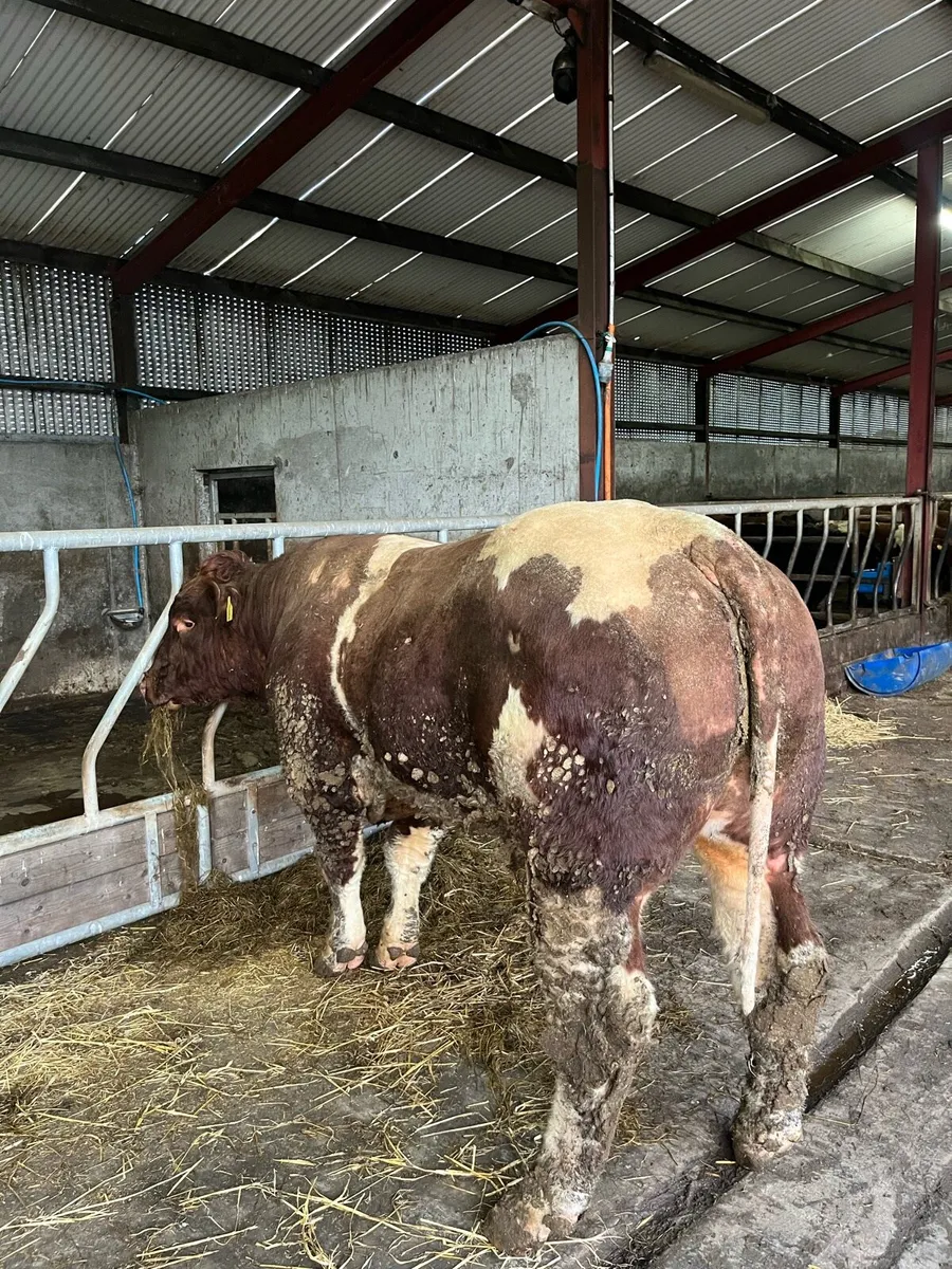 pb Maine-Anjou Bull - Image 3