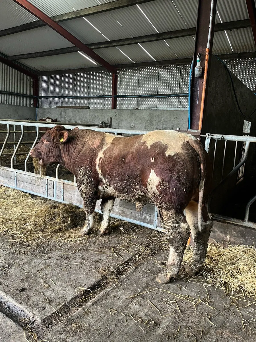 pb Maine-Anjou Bull - Image 4