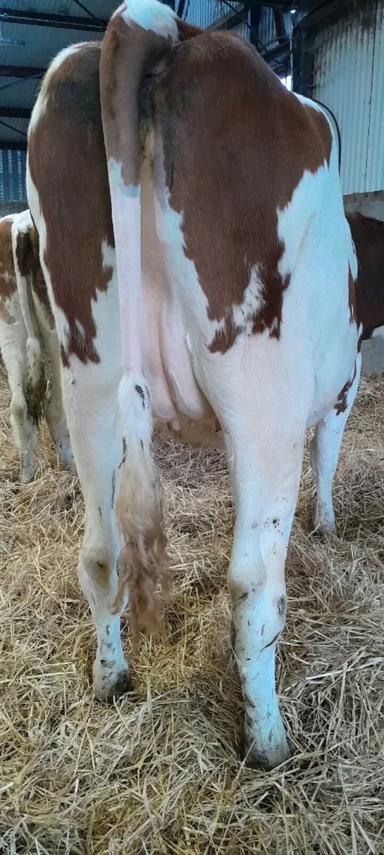 Pedigree heifers - Image 4
