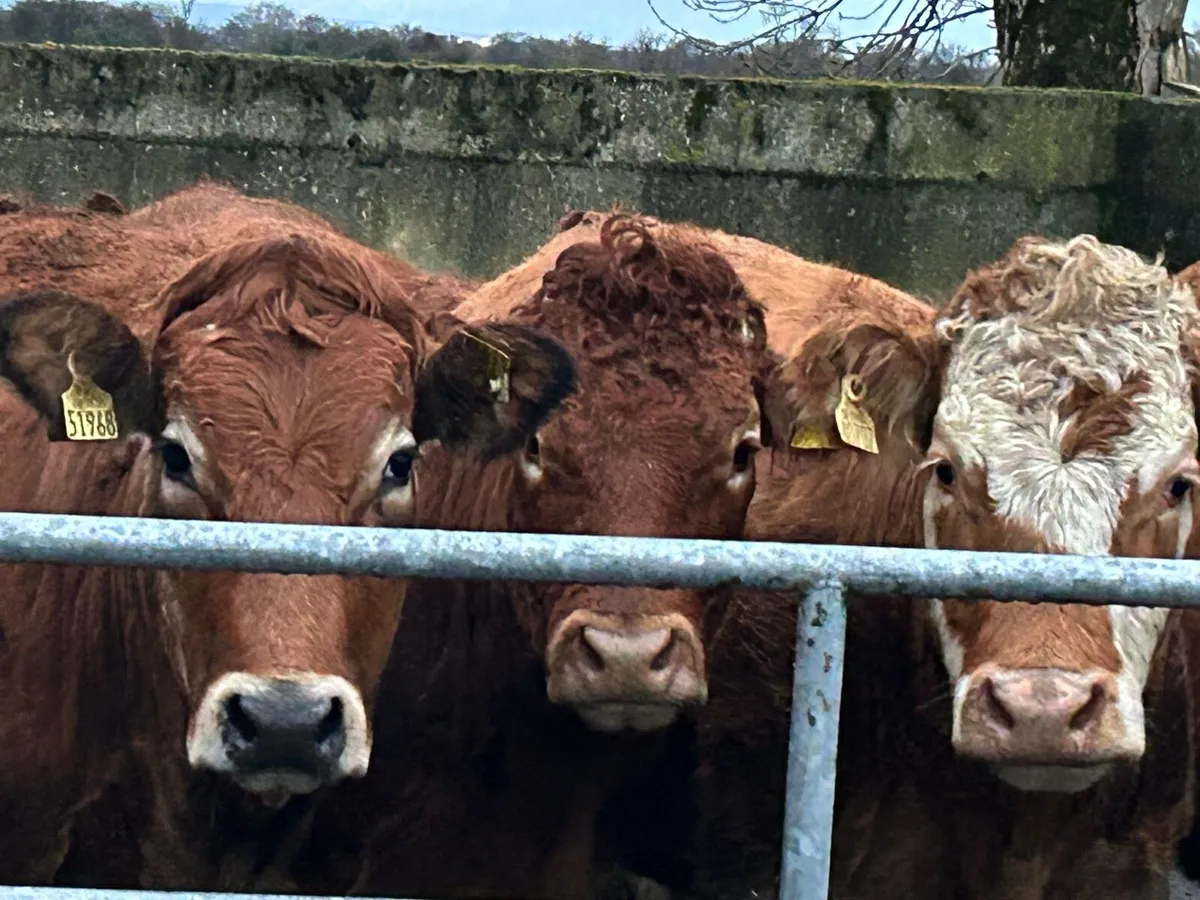 25 super red limousine incalf heifers - Image 2