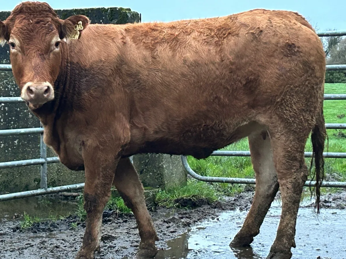 25 super red limousine incalf heifers - Image 3
