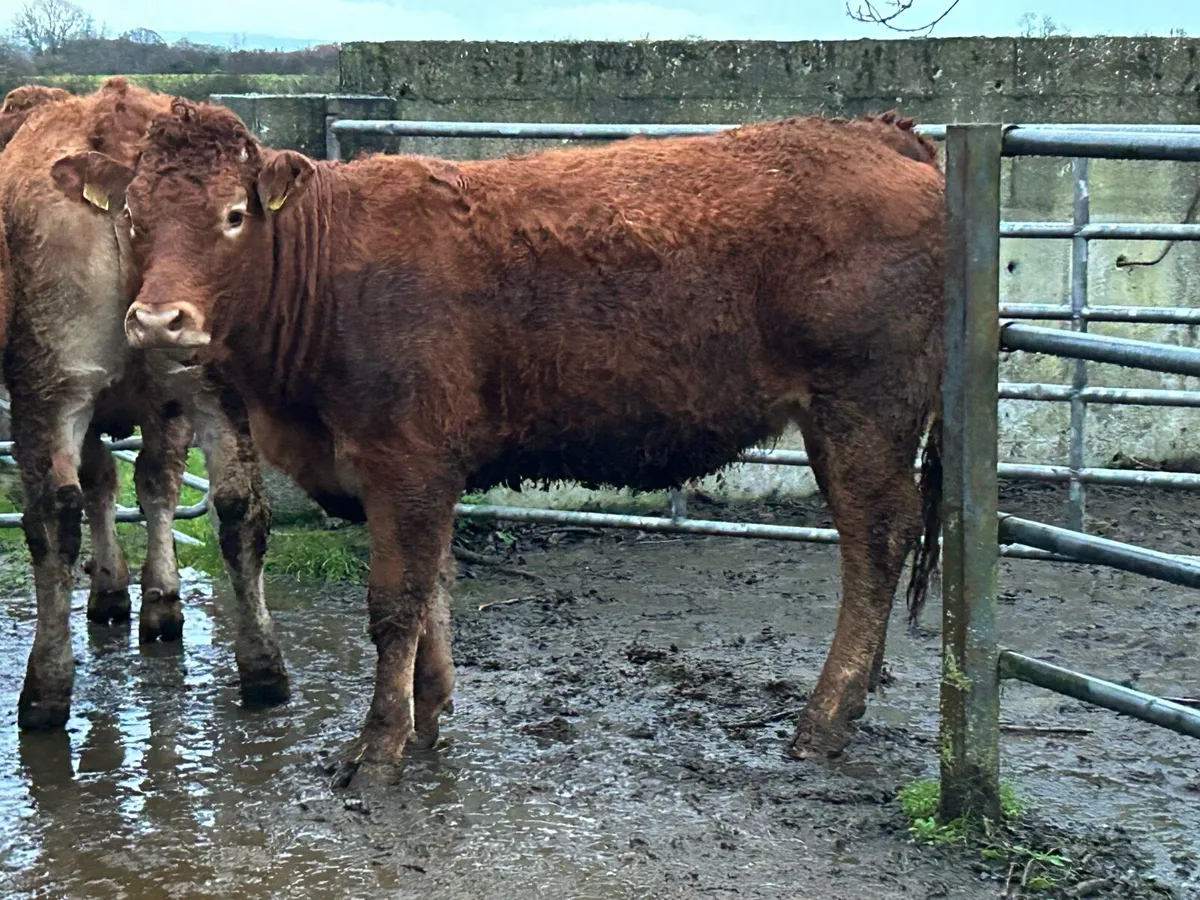 25 super red limousine incalf heifers - Image 4