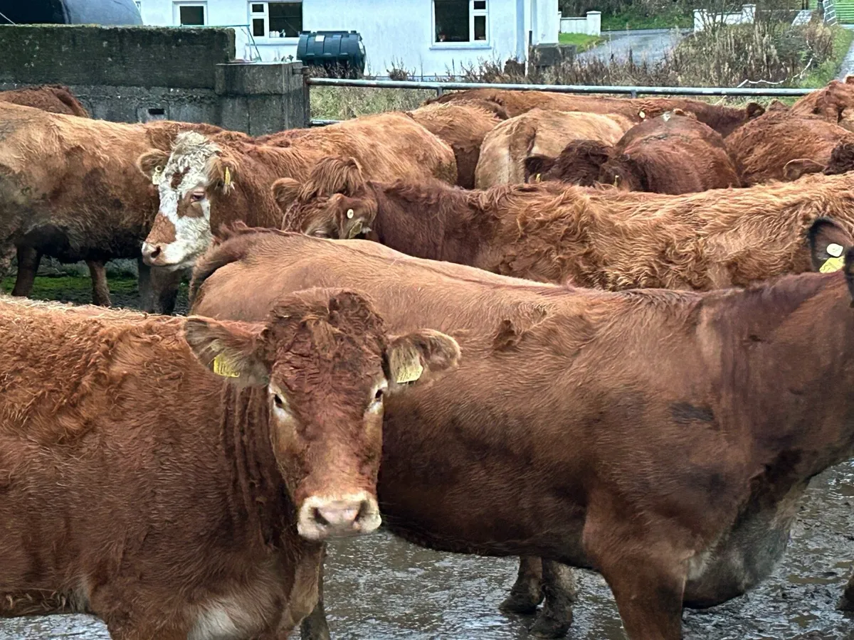 25 super red limousine incalf heifers - Image 1