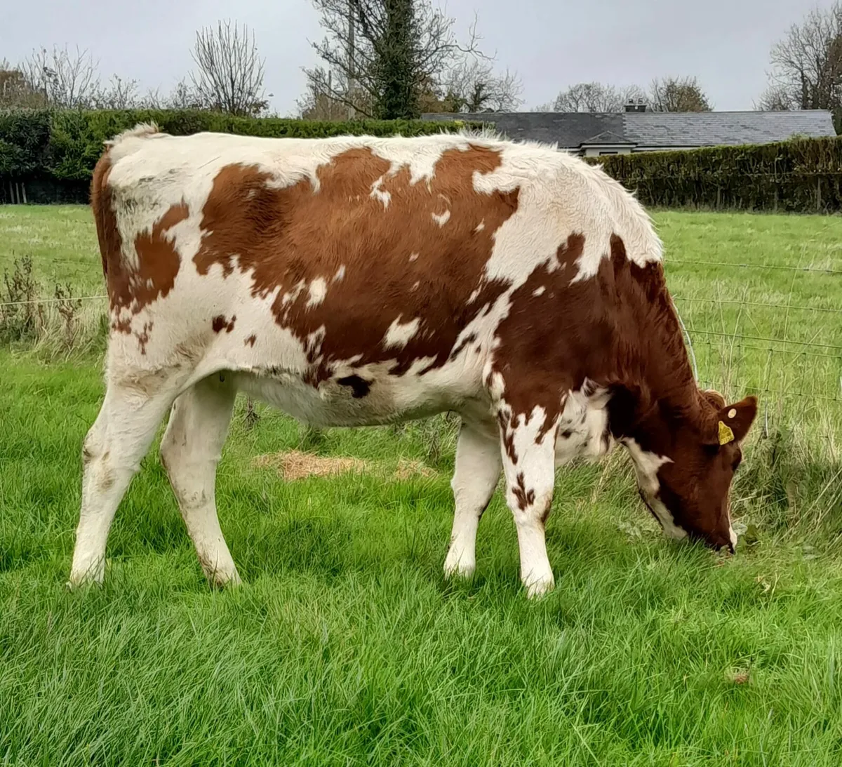 Pedigree heifers - Image 1