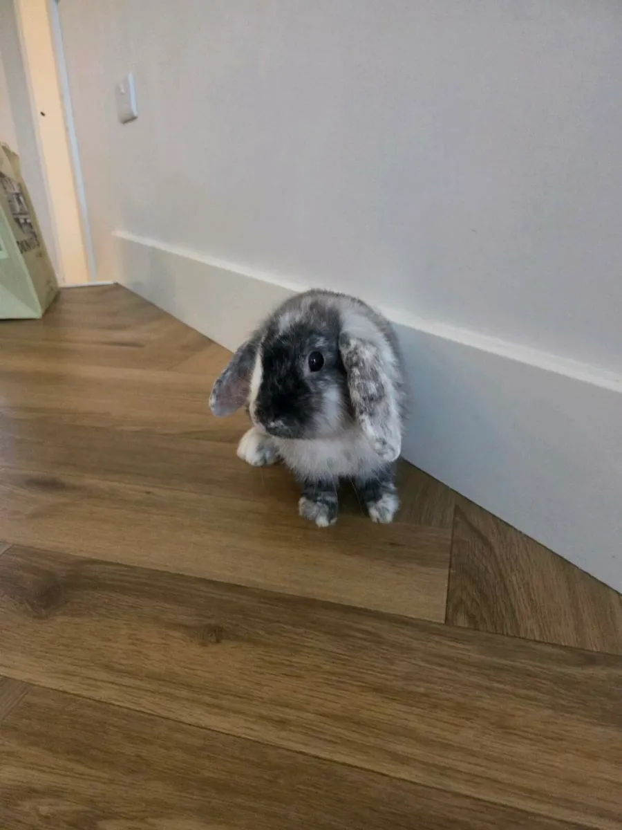 Mini lop rabbit plus cage - Image 1