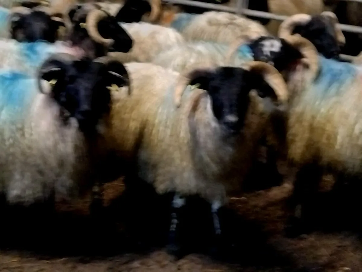 25 Horned Ram Lambs - Image 1