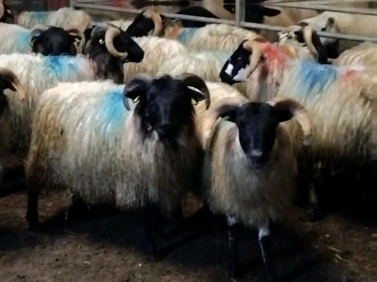 25 Horned Ram Lambs - Image 2