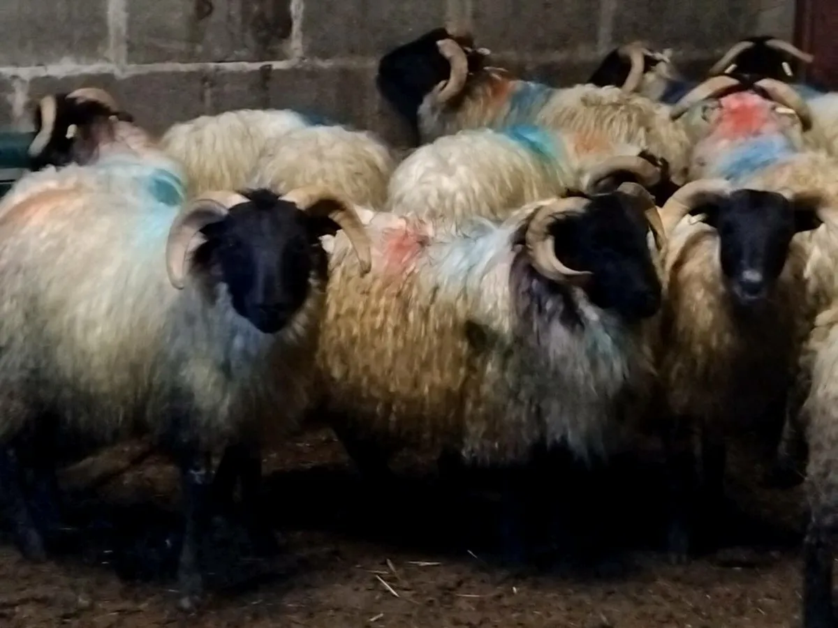 25 Horned Ram Lambs - Image 3