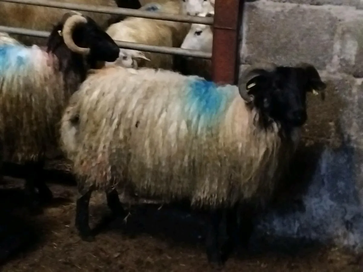 25 Horned Ram Lambs - Image 4