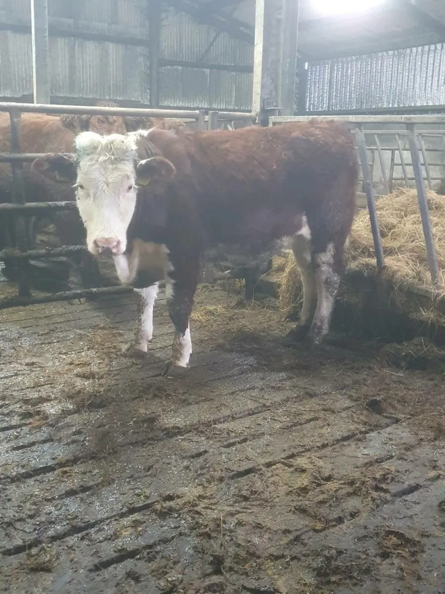 Hereford heifer for sale - Image 1