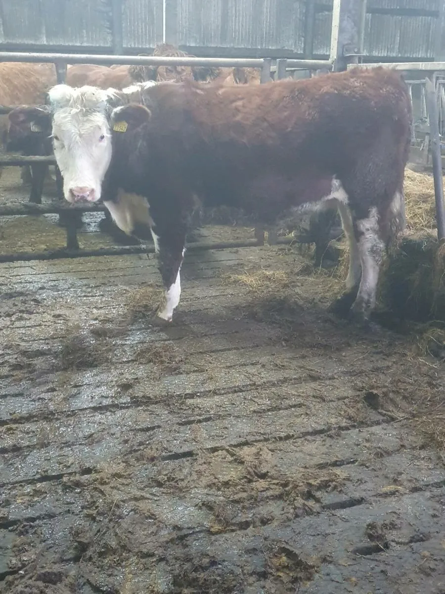 Hereford heifer for sale - Image 2