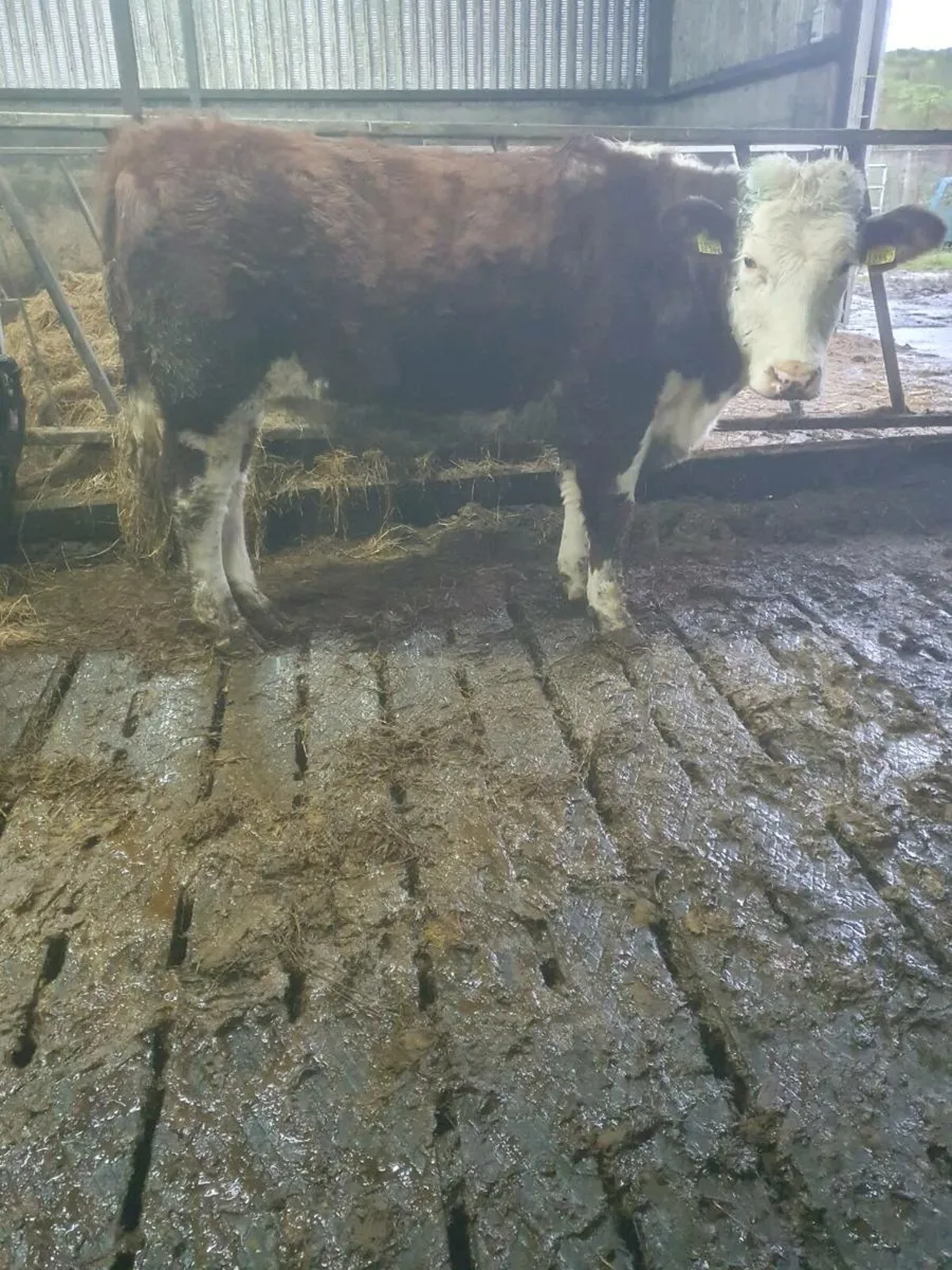 Hereford heifer for sale - Image 3