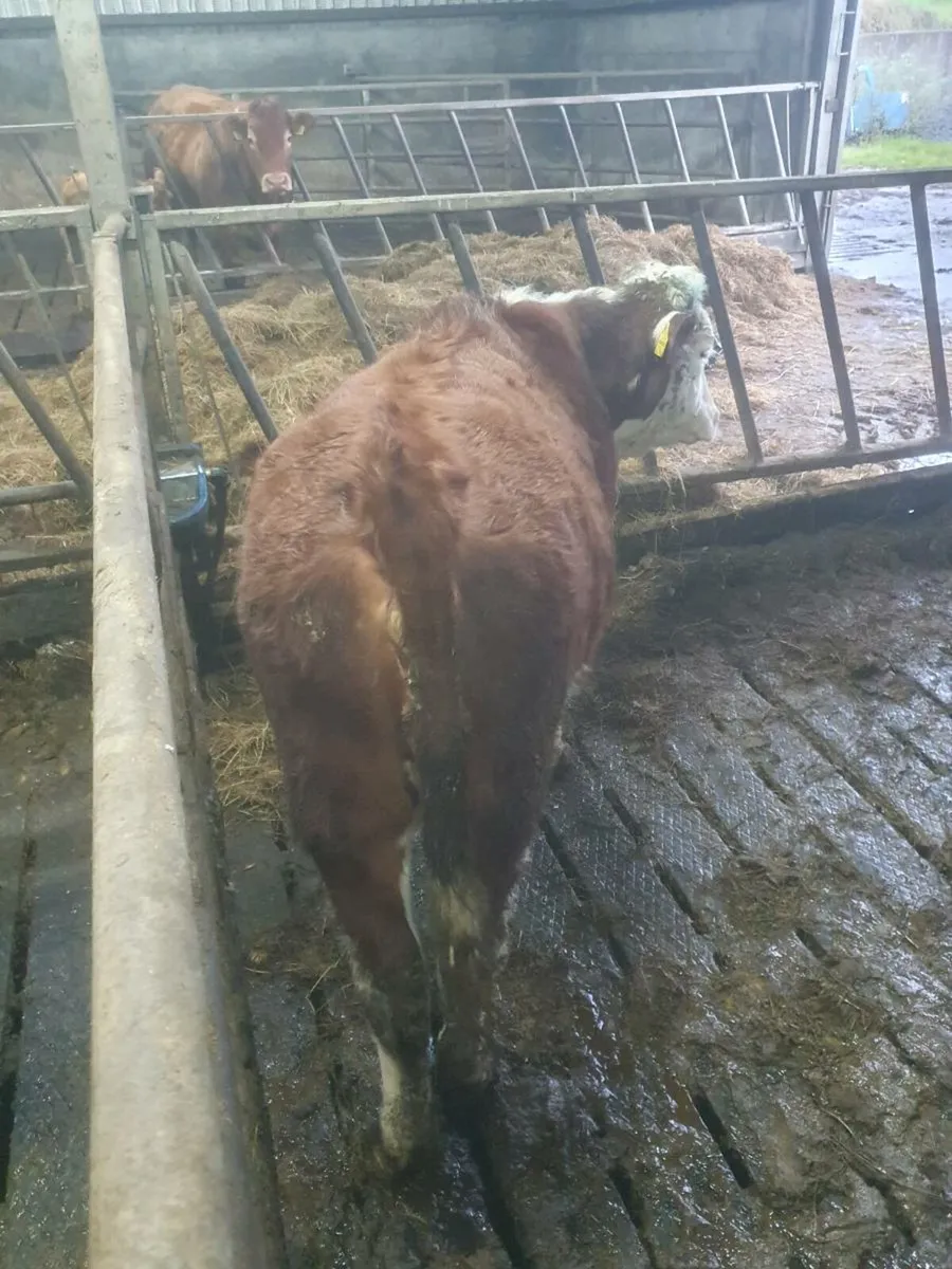 Hereford heifer for sale - Image 4