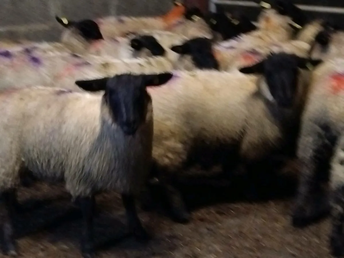 20 Suffolk Ewe Lambs - Image 1