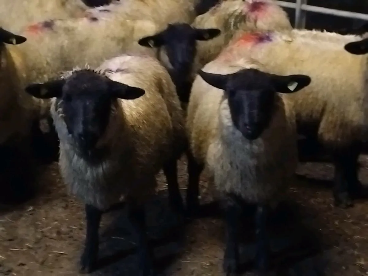 20 Suffolk Ewe Lambs - Image 2