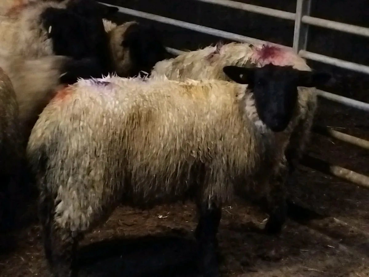 20 Suffolk Ewe Lambs - Image 3