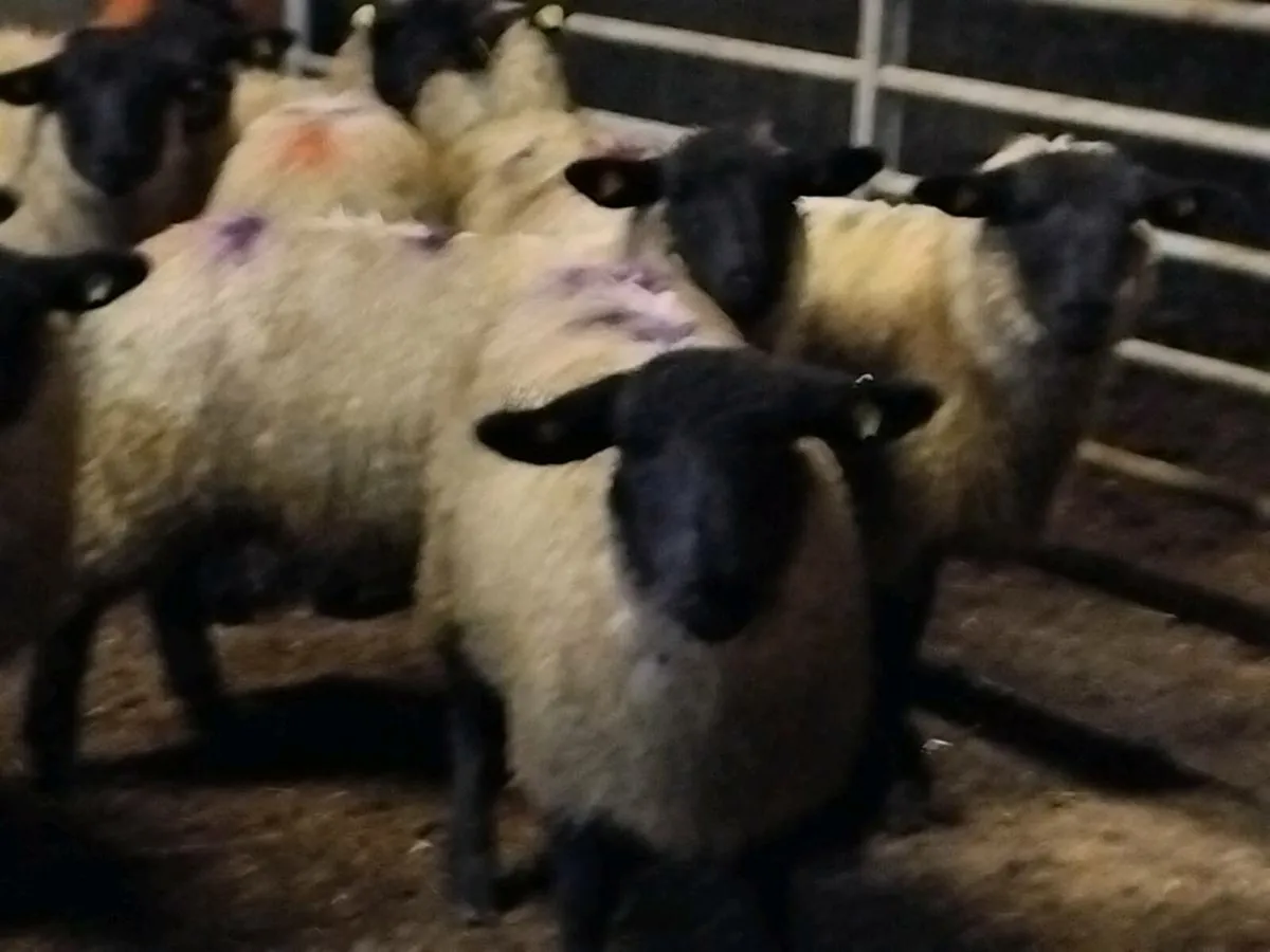 20 Suffolk Ewe Lambs - Image 4