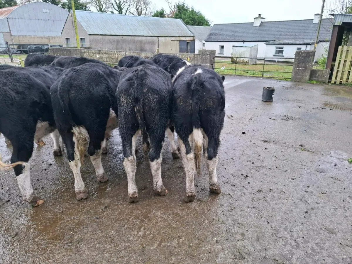 Whitehead bullocks - Image 3