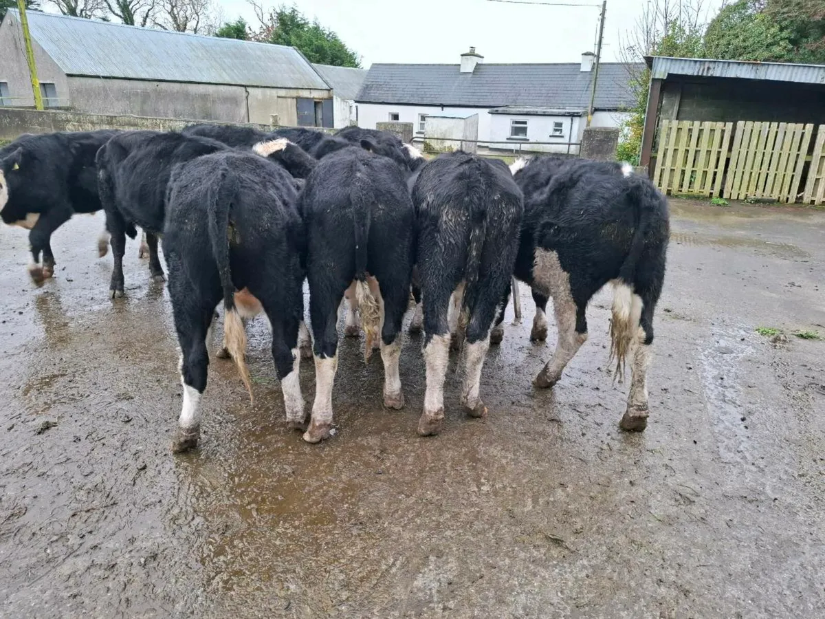 Whitehead bullocks - Image 4