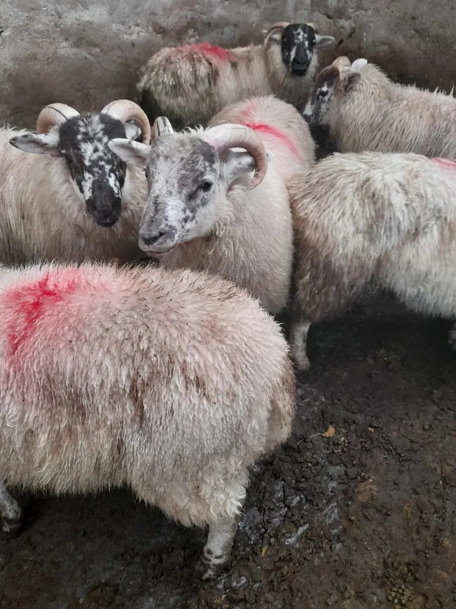 Ram lambs x 16 - Image 2