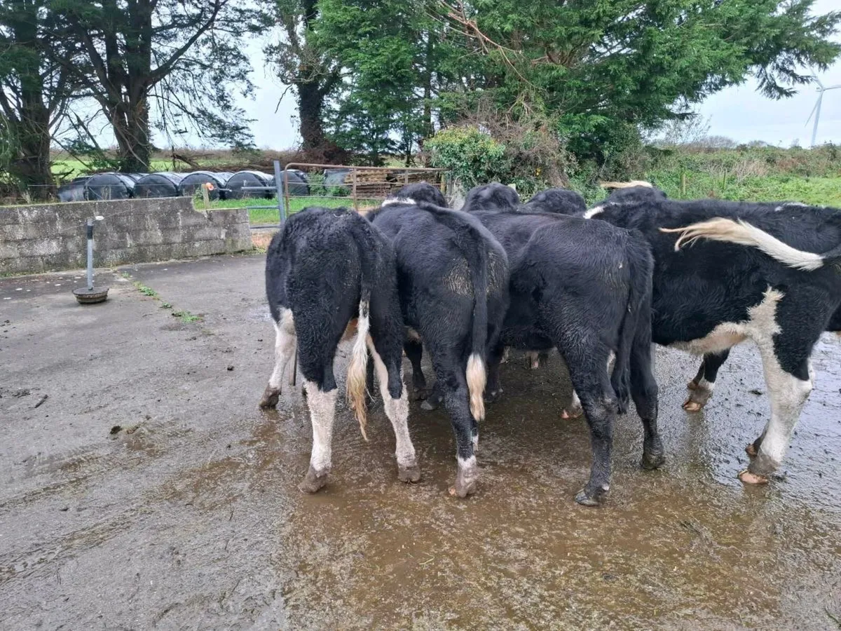 Whitehead bullocks - Image 2