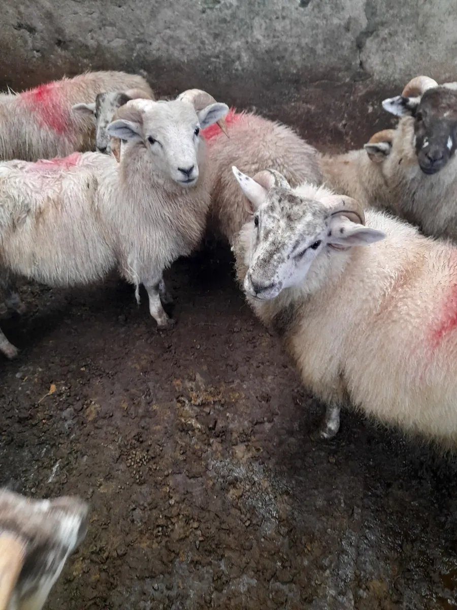 Ram lambs x 16 - Image 1
